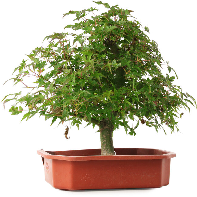 Acer palmatum, 33,5 cm, ± 6 jaar oud, persoonlijk gekweekt en gestyled door Mario Komsta zelf
