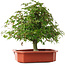 Acer palmatum, 33,5 cm, ± 6 jaar oud, met de hand gestyled door Mario Komstra