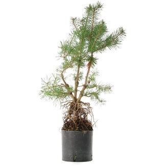  Mario Komsta Pinus sylvestris, 56,5 cm, ± 6 anni