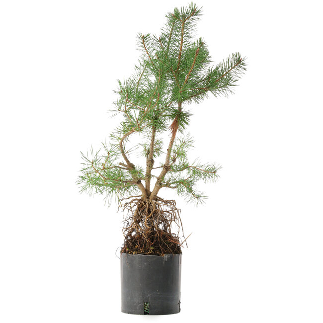 Pinus sylvestris, 56,5 cm, ± 6 ans, stylisé à la main par Mario Komstra