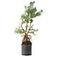 Pinus sylvestris, 56,5 cm, ± 6 jaar oud, met de hand gestyled door Mario Komstra