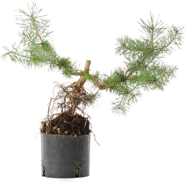 Pinus sylvestris, 38 cm, ± 6 ans, cultivé à la main et stylisé par Mario Komsta en personne