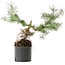 Pinus sylvestris, 38 cm, ± 6 anni, stile manuale di Mario Komstra