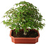 Acer palmatum, 33,5 cm, ± 6 jaar oud, persoonlijk gekweekt en gestyled door Mario Komsta zelf
