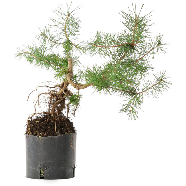 Pinus sylvestris, 38 cm, ± 6 ans, cultivé à la main et stylisé par Mario Komsta en personne