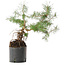 Pinus sylvestris, 38 cm, ± 6 jaar oud, met de hand gekweekt en persoonlijk gestyled door Mario Komsta