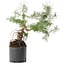 Pinus sylvestris, 38 cm, ± 6 jaar oud, met de hand gestyled door Mario Komstra