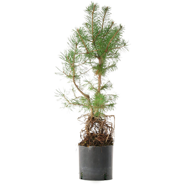 Pinus sylvestris, 56,5 cm, ± 6 Jahre alt, exklusiv gezüchtet und gestaltet von Mario Komsta persönlich