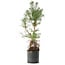 Pinus sylvestris, 56,5 cm, ± 6 jaar oud, met de hand gestyled door Mario Komstra