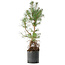 Pinus sylvestris, 56,5 cm, ± 6 years old, hand-styled by Mario Komstra