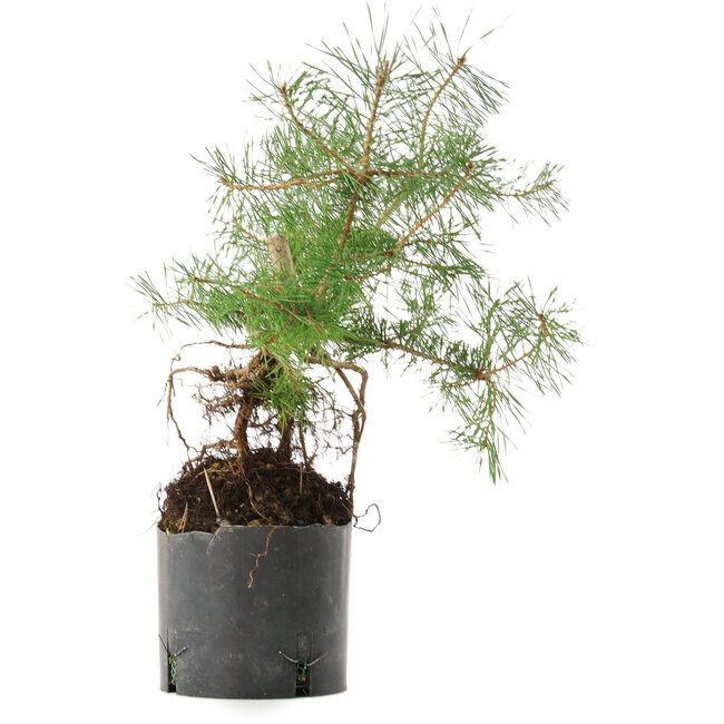 Pinus sylvestris, 38 cm, ± 6 ans, cultivé à la main et stylisé par Mario Komsta en personne