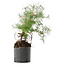Pinus sylvestris, 38 cm, ± 6 jaar oud, met de hand gekweekt en persoonlijk gestyled door Mario Komsta
