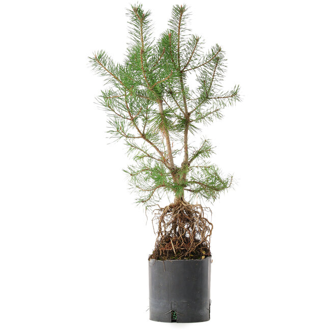 Pinus sylvestris, 56,5 cm, ± 6 anni, coltivato e curato esclusivamente da Mario Komsta in persona