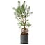 Pinus sylvestris, 56,5 cm, ± 6 jaar oud, met de hand gestyled door Mario Komstra