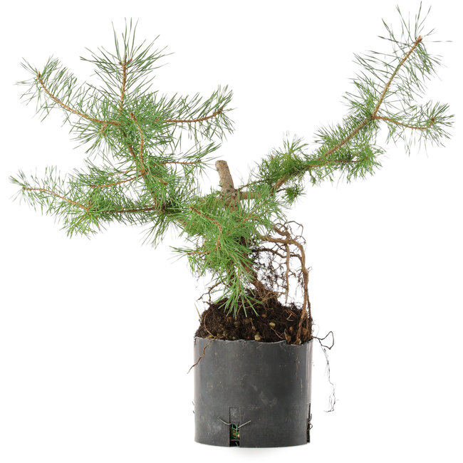 Pinus sylvestris, 38 cm, ± 6 ans, cultivé à la main et stylisé par Mario Komsta en personne