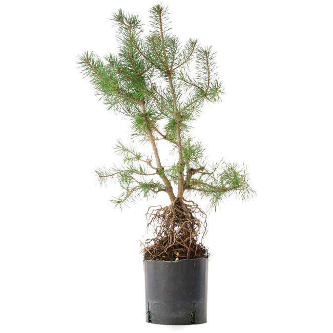 Pinus sylvestris, 56,5 cm, ± 6 jaar oud, exclusief gekweekt en gestyled door Mario Komsta persoonlijk