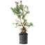 Pinus sylvestris, 56,5 cm, ± 6 jaar oud, met de hand gestyled door Mario Komstra