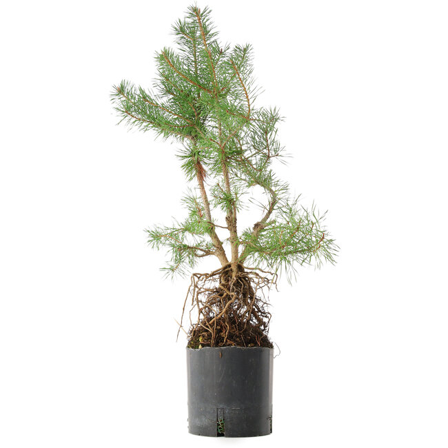 Pinus sylvestris, 56,5 cm, ± 6 Jahre alt, exklusiv gezüchtet und gestaltet von Mario Komsta persönlich
