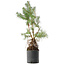 Pinus sylvestris, 56,5 cm, ± 6 anni, stile manuale di Mario Komstra