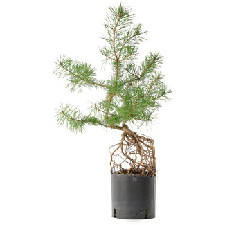  Mario Komsta Pinus sylvestris, 54,5 cm, ± 6 anni