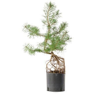  Mario Komsta Pinus sylvestris, 54,5 cm, ± 6 años