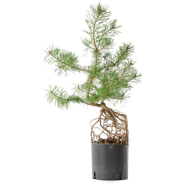 Pinus sylvestris, 54,5 cm, ± 6 anni, stile manuale di Mario Komstra