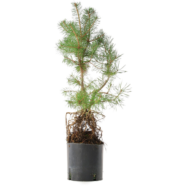 Pinus sylvestris, 56,5 cm, ± 6 Jahre alt, exklusiv gezüchtet und gestaltet von Mario Komsta persönlich