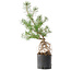 Pinus sylvestris, 54,5 cm, ± 6 jaar oud, met de hand gestyled door Mario Komstra