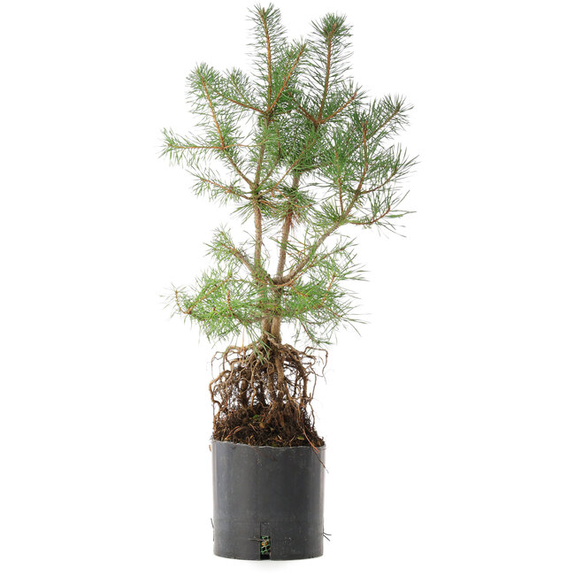 Pinus sylvestris, 56,5 cm, ± 6 años, cultivado y diseñado exclusivamente por Mario Komsta en persona