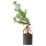 Pinus sylvestris, 54,5 cm, ± 6 jaar oud, met de hand gestyled door Mario Komstra