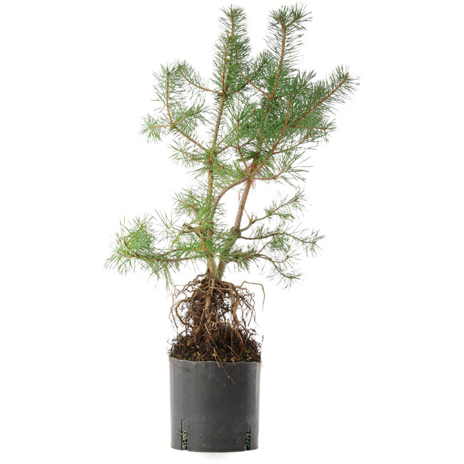 Pinus sylvestris, 56,5 cm, ± 6 years old, exclusively grown and styled by Mario Komsta in person