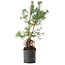 Pinus sylvestris, 56,5 cm, ± 6 jaar oud, exclusief gekweekt en gestyled door Mario Komsta persoonlijk