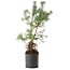 Pinus sylvestris, 56,5 cm, ± 6 jaar oud, met de hand gestyled door Mario Komstra