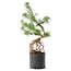 Pinus sylvestris, 54,5 cm, ± 6 jaar oud, met de hand gestyled door Mario Komstra