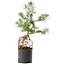 Pinus sylvestris, 54,5 cm, ± 6 jaar oud, met de hand gestyled door Mario Komstra