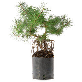  Mario Komsta Pinus sylvestris, 38 cm, ± 6 anni