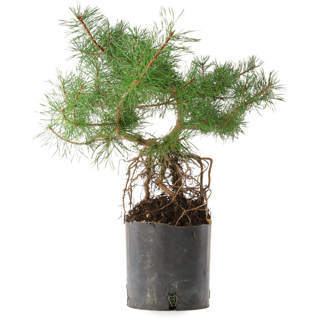 Pinus sylvestris, 38 cm, ± 6 años, tallado a mano por Mario Komstra