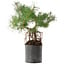 Pinus sylvestris, 38 cm, ± 6 jaar oud, met de hand gestyled door Mario Komstra