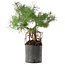 Pinus sylvestris, 38 cm, ± 6 years old, hand-styled by Mario Komstra