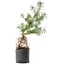 Pinus sylvestris, 54,5 cm, ± 6 jaar oud, met de hand gestyled door Mario Komstra