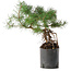 Pinus sylvestris, 38 cm, ± 6 jaar oud, met de hand gestyled door Mario Komstra