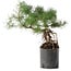 Pinus sylvestris, 38 cm, ± 6 years old, hand-styled by Mario Komstra