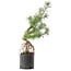 Pinus sylvestris, 54,5 cm, ± 6 jaar oud, met de hand gestyled door Mario Komstra