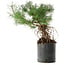 Pinus sylvestris, 38 cm, ± 6 jaar oud, met de hand gestyled door Mario Komstra