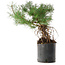 Pinus sylvestris, 38 cm, ± 6 years old, hand-styled by Mario Komstra