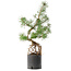 Pinus sylvestris, 54,5 cm, ± 6 jaar oud, met de hand gestyled door Mario Komstra