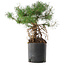 Pinus sylvestris, 38 cm, ± 6 jaar oud, met de hand gestyled door Mario Komstra