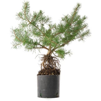  Mario Komsta Pinus sylvestris, 46,5 cm, ± 6 anni