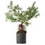 Pinus sylvestris, 46,5 cm, ± 6 anni, stile manuale di Mario Komstra