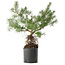 Pinus sylvestris, 46,5 cm, ± 6 jaar oud, met de hand gestyled door Mario Komstra